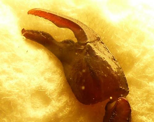 Euscorpius sp.